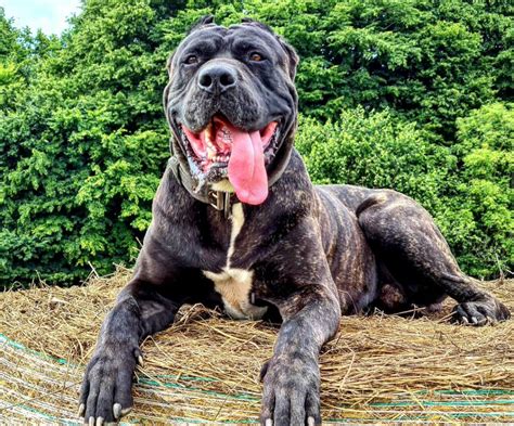 Bandog